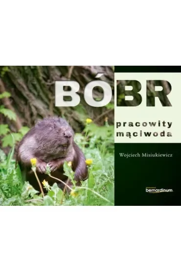 Bóbr pracowity mąciwoda