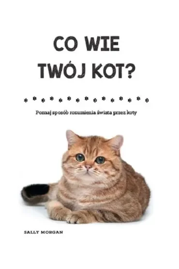 Co wie Twój kot? Poznaj sposób rozumienia świata przez koty