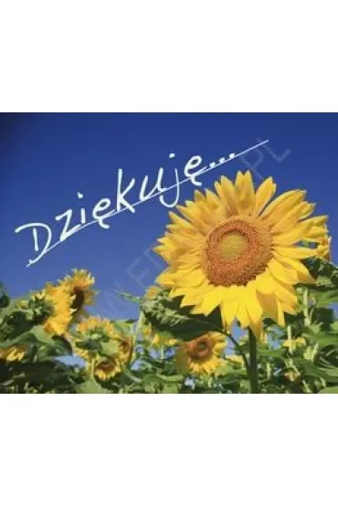 Dziękuję. Perełka