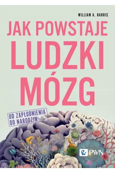 Jak powstaje ludzki mózg. Od zapłodnienia do narodzin