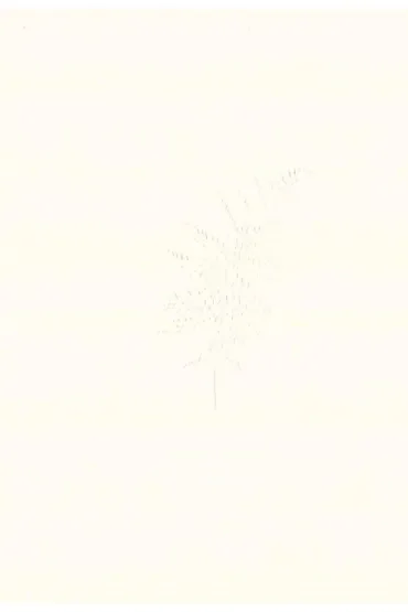Kalcyt