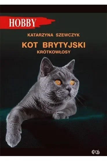 Kot brytyjski krótkowłosy