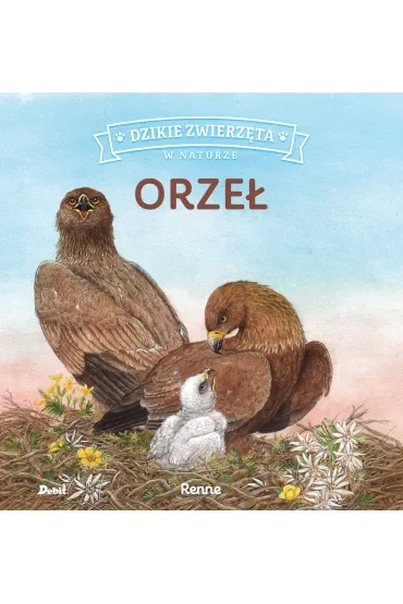 Orzeł. Dzikie zwierzęta w naturze