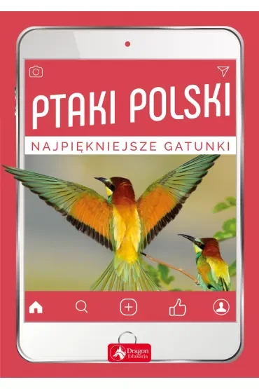 Ptaki Polski Najpiękniejsze gatunki