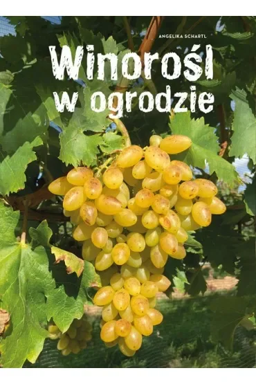 Winorośl w ogrodzie