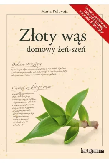 Złoty wąs - domowy żeń-szeń