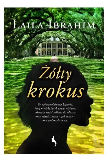 Żółty krokus